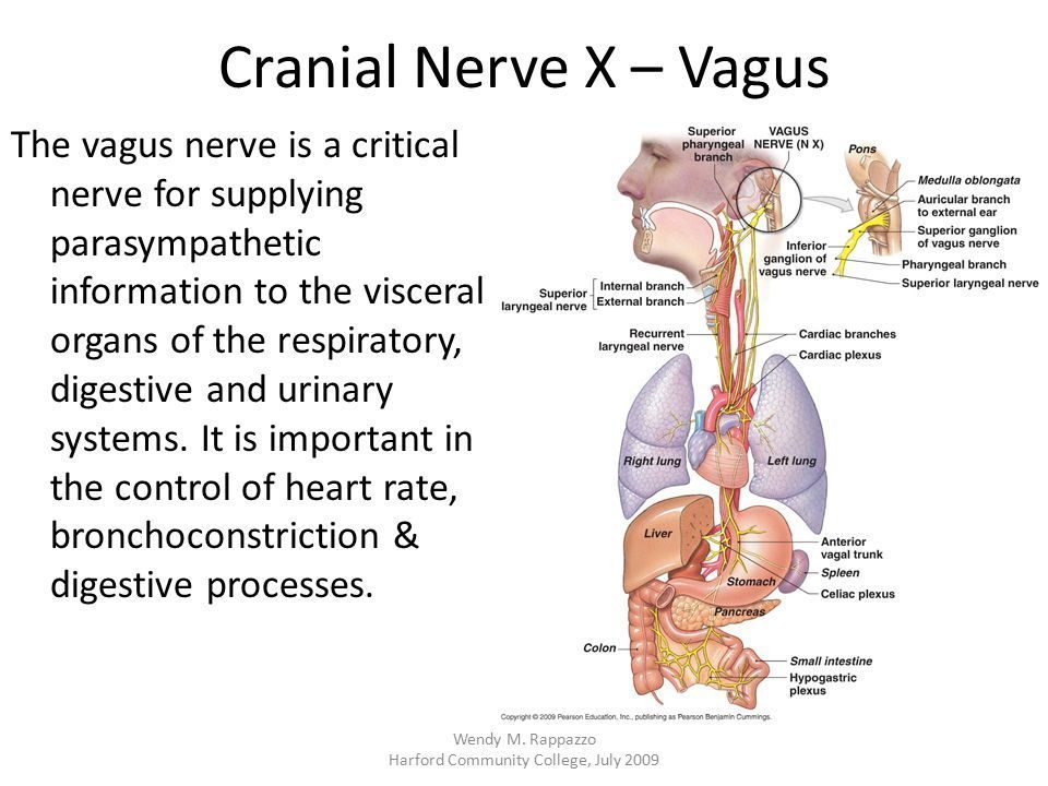 Turn on Your Vagus Nerve With Pleasure - Therapy for Functional Medical